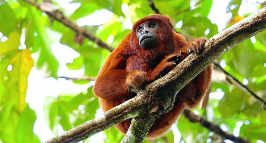 Tambopata: Multi-Day Amazon Rainforest Tour with Local Guide - Into Tambopata: why this itinerary feels like real Amazon time