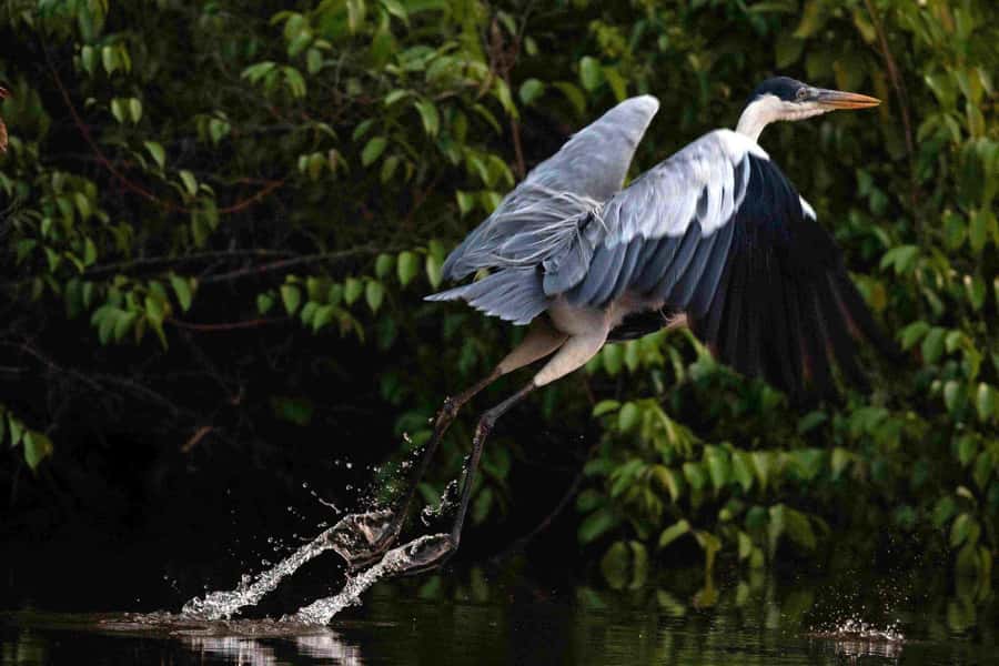 Tambopata: Multi-Day Amazon Rainforest Tour with Local Guide - Day 2: Lake Sandoval walking, canoeing, and the treetop zipline