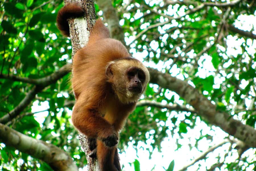 Tambopata: Multi-Day Amazon Rainforest Tour with Local Guide - Day 3: a riverside family visit and rustic fishing with a dose of reality