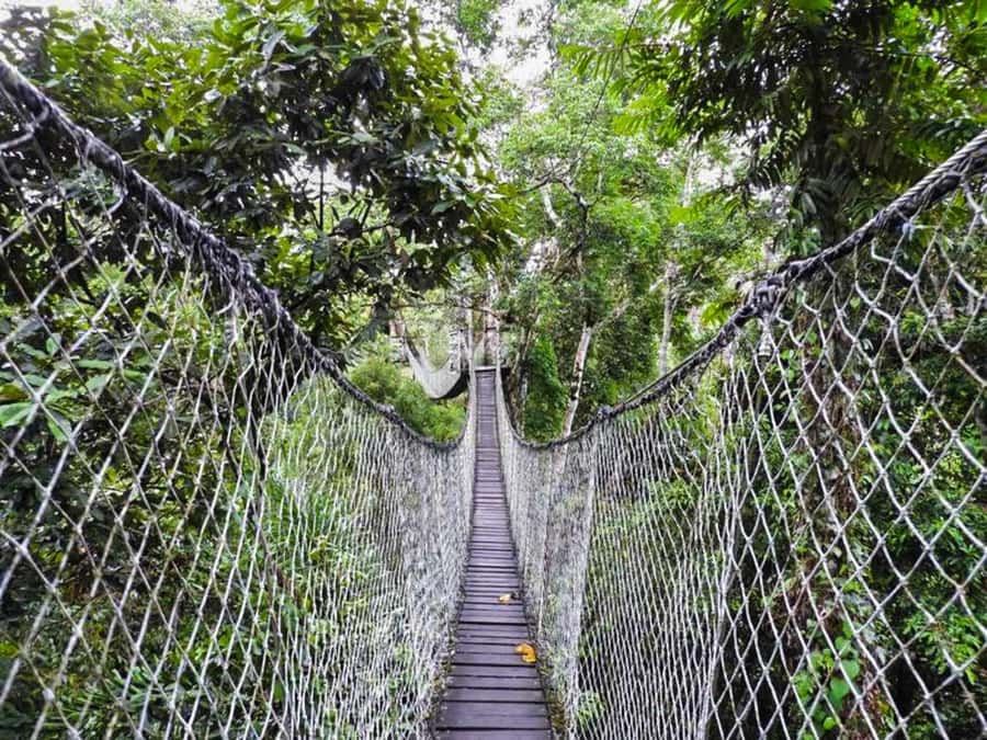 Tambopata: Multi-Day Amazon Rainforest Tour with Local Guide - Lodging in the Amazon: “authentic huts” with limited comfort