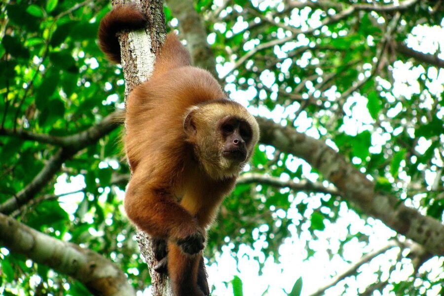 Tambopata: Multi-Day Amazon Rainforest Tour with Local Guide - Price and value: $387 for four days of moving, guided, and included