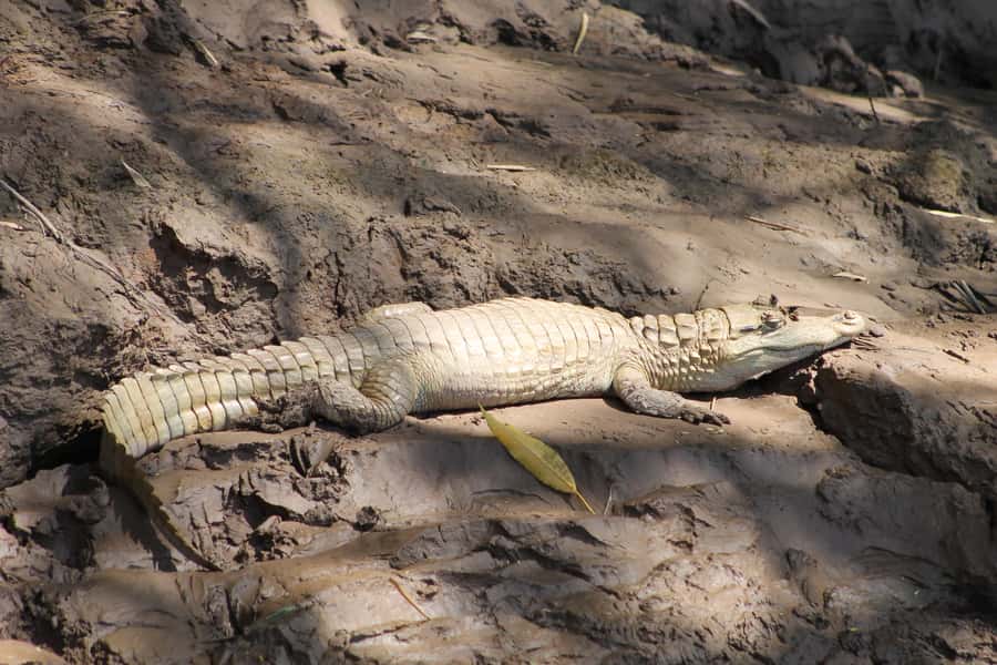 Tambopata Peruvian Amazon Jungle for Three Days/Two Nights - Key highlights you can plan around