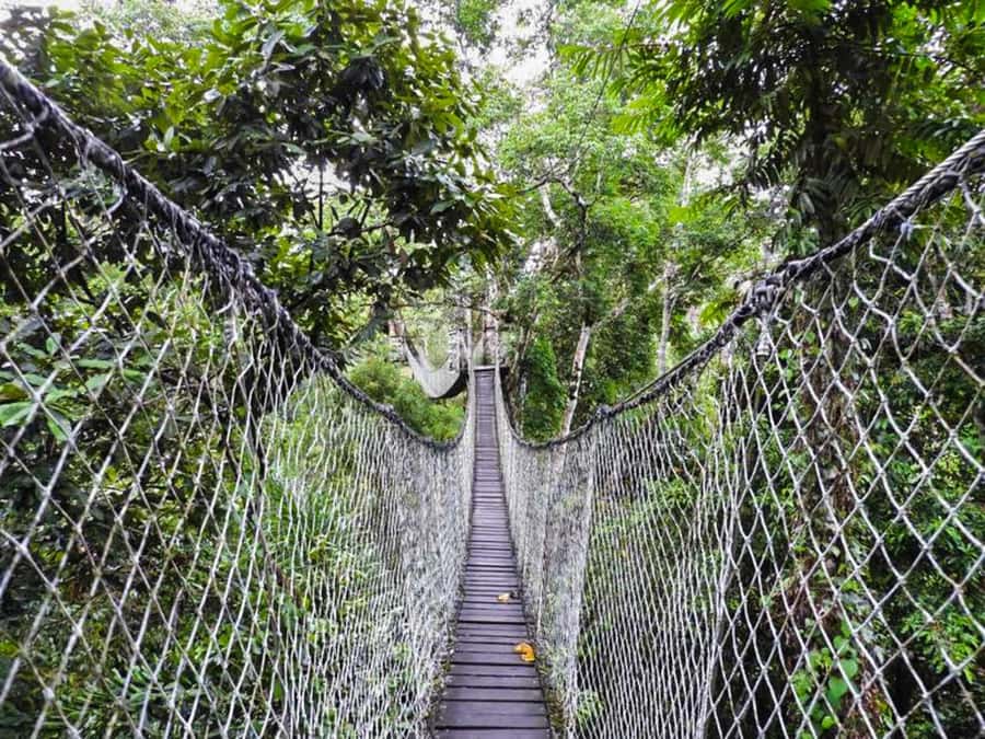 Tambopata: Zipline Adventure & Kayak to Monkey Island - Ziplining in Tambopata: two long runs plus a bridge section