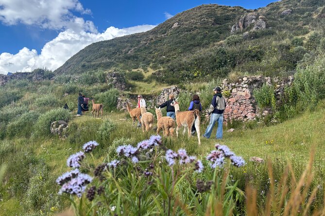 the best sacred valley tour: walk with Alpacas,culture experience - Stop 2, Pisac and its terrace farming plus the views you came for