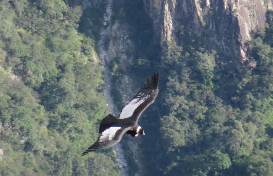 Tour Fullday Colca Canyon with Breakfast and Typical Lunch - Cruz del Cóndor: where you actually go for the condors