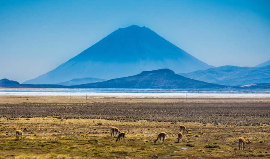 Tour to the Salinas Lagoon and National Reserve in Arequipa - Laguna de Salinas at 10:30 am, Water Mirrors, and Real Photo Time