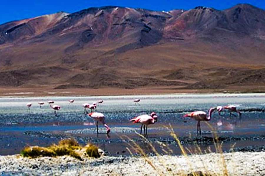 Tour to the Salinas Lagoon and National Reserve in Arequipa - The High Andean Camelid and Bird Reserve at 11:00