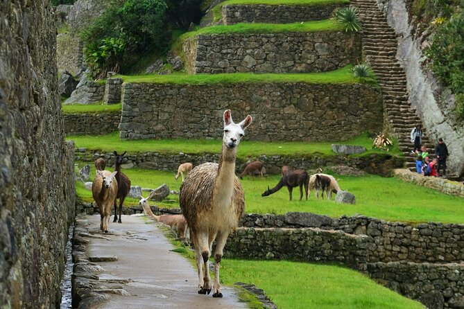 Two Day Short Inca Trail to Machu Picchu - Day 2: bus into Machu Picchu, a guided 2-hour tour, then back to Cusco by 9:00 pm