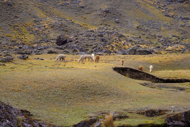 Vinicunca 7-Color Mountain Tour - Andean Adventure - Quick highlights before you go