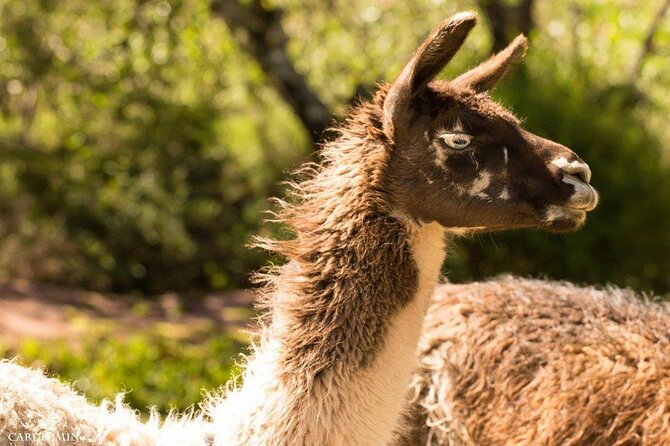 VIP Best Wildlife Tour in Cusco Official Cochahuasi Sanctuary® - Why Cochahuasi VIP is a great break from big Cusco days