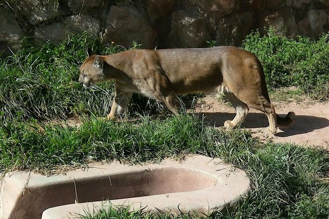 VIP Best Wildlife Tour in Cusco Official Cochahuasi Sanctuary® - Sometimes you see more: puma, vicuñas, toucans, and other surprises