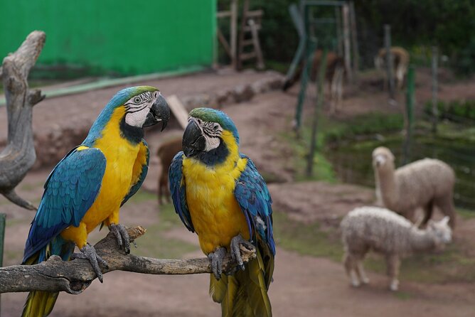 VIP Best Wildlife Tour in Cusco Official Cochahuasi Sanctuary® - Price and value: what $32.90 buys you in real terms