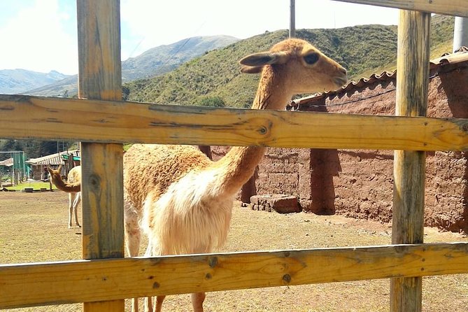 VIP Best Wildlife Tour in Cusco Official Cochahuasi Sanctuary® - Who this tour is perfect for (and who should skip it)