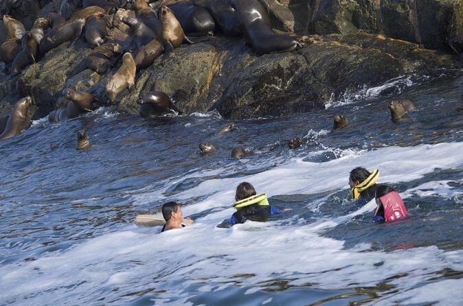 Visit the Sea Lions in Palomino Islands, in Lima Peru - Key Things That Make This Sea Lions Tour Worth Your Time