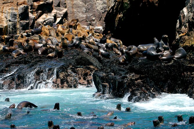 Visit the Sea Lions in Palomino Islands, in Lima Peru - From La Punta Meet-Up to Speed Boat Departure