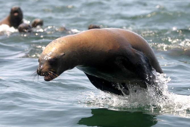 Visit the Sea Lions in Palomino Islands, in Lima Peru - Palomino Island: The Sea Lion Swim Moment You Actually Remember