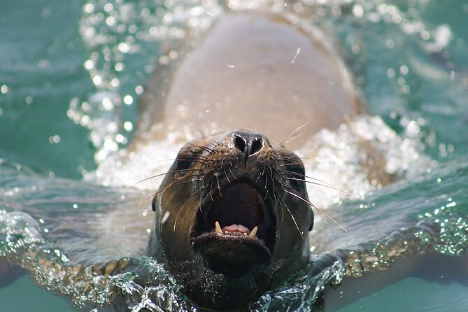 Visit the Sea Lions in Palomino Islands, in Lima Peru - Cold Pacific Planning: What to Wear and Bring