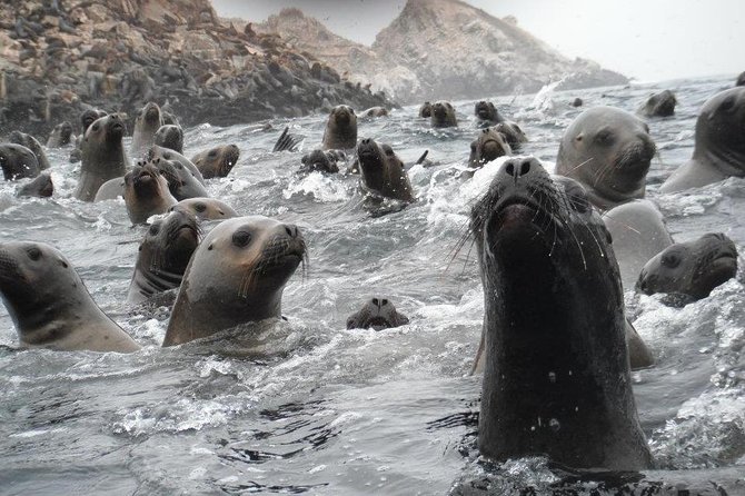 Visit the Sea Lions in Palomino Islands, in Lima Peru - Wildlife Etiquette: Close Up, Not Touchy in the Wrong Ways