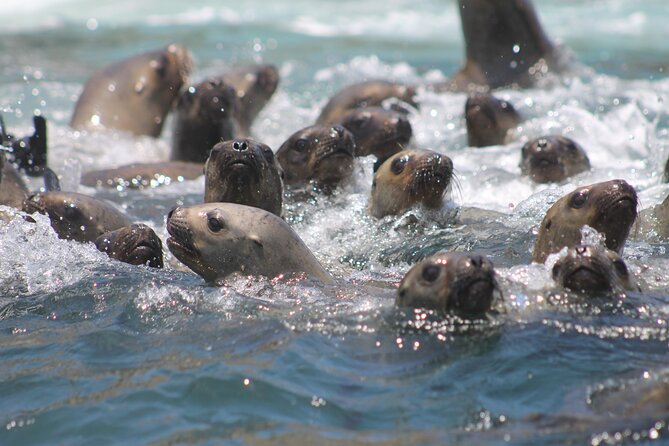 Visit the Sea Lions in Palomino Islands, in Lima Peru - Photos, Videos, and That Bonus You Might Not Expect