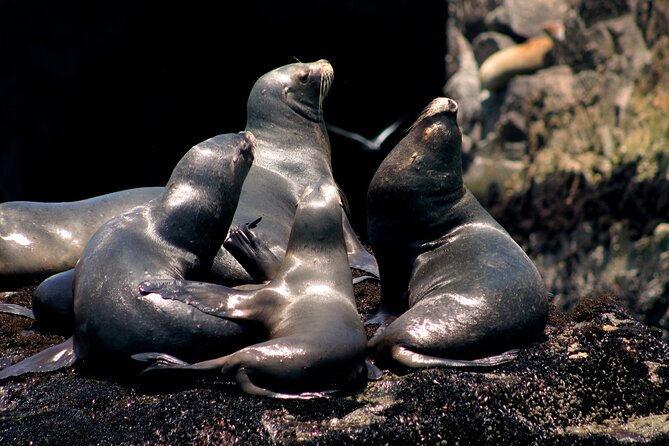 Visit the Sea Lions in Palomino Islands, in Lima Peru - San Lorenzo Island: Humboldt Penguins and Guano Birds in One Shot