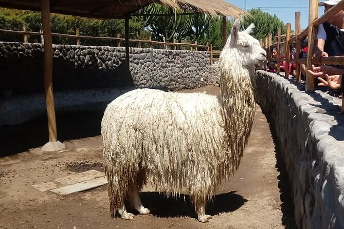 Walking Tour through the Historic Center of Arequipa - San Lázaro Neighborhood: Narrow Streets and Founding Origins