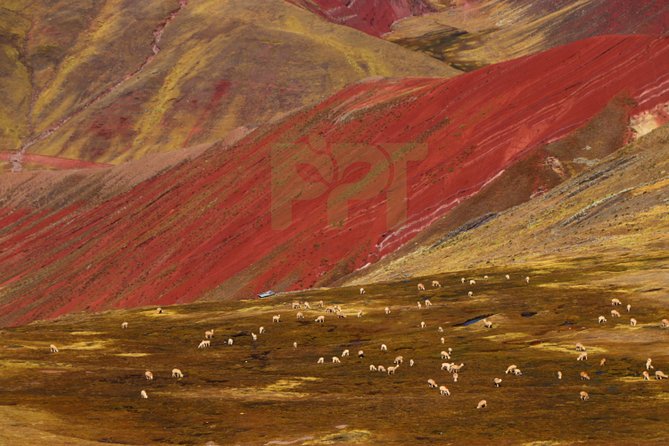 Walking with Alpacas in Palcoyo: The Alternative Rainbow Mountain - Price and value: what your $139 covers