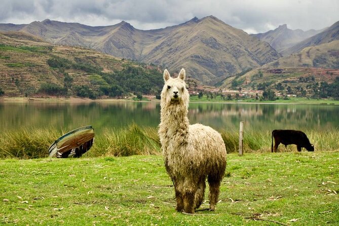 Wonderful Cusco 5-Day Tour with Entrance to Machupicchu - Day 4 to Vinicunca 7 Colors: early start, serious altitude, and time for photos